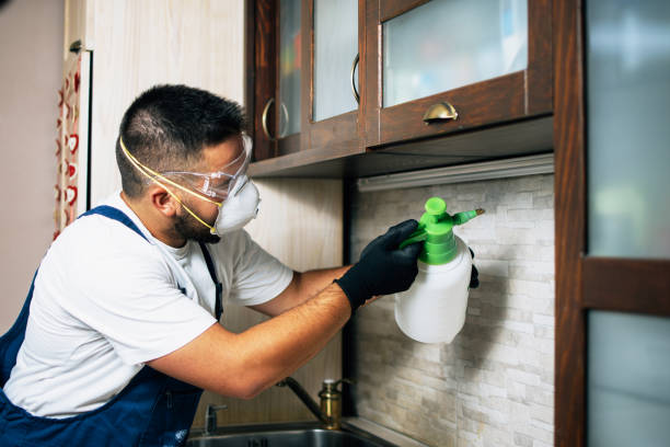 Best Spider Control Near Me  in Phoenix, OR