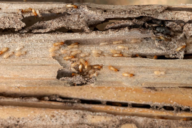 Best Local Pest Control Services  in Phoenix, OR